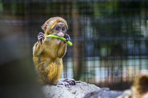 photography of a baby monkey eating vegetable