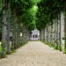 pathway between trees towards house